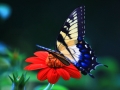 parvaneh (11)