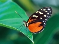 parvaneh (17)