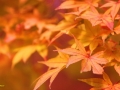 Japanese Maple