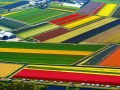 NETHERLANDS-AGRICULTURE-FLOWERS-FEATURE