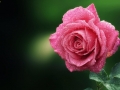 water-drops-flower-pink-rose-nature-hd-desktop-wallpaper - navadiha (1)