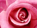 water-drops-flower-pink-rose-nature-hd-desktop-wallpaper - navadiha (11)