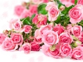 water-drops-flower-pink-rose-nature-hd-desktop-wallpaper - navadiha (13)