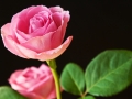water-drops-flower-pink-rose-nature-hd-desktop-wallpaper - navadiha (2)