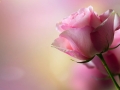 water-drops-flower-pink-rose-nature-hd-desktop-wallpaper - navadiha (3)