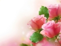 water-drops-flower-pink-rose-nature-hd-desktop-wallpaper - navadiha (4)