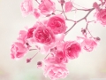 water-drops-flower-pink-rose-nature-hd-desktop-wallpaper - navadiha (5)