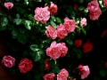water-drops-flower-pink-rose-nature-hd-desktop-wallpaper - navadiha (6)