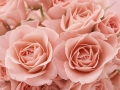 water-drops-flower-pink-rose-nature-hd-desktop-wallpaper - navadiha (8)