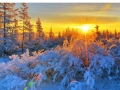 Gorgeous Sunrise Over A Forest In Winter HD Desktop Background