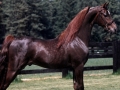 horse (1)
