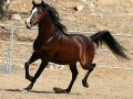 horse (12)