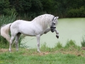 horse (13)