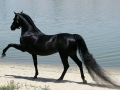 horse (16)