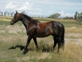 horse (17)