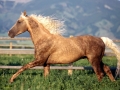 horse (18)