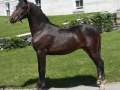 horse (19)