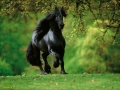 horse (2)