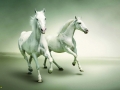 horse (3)