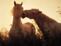 horse (9)