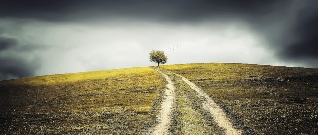 Tree-650x276