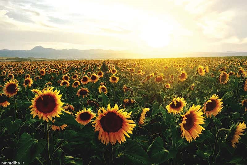 sunflower-navadiha (5)
