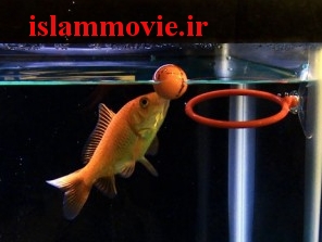 عکس باهوش ترین ماهی قرمز دنیا