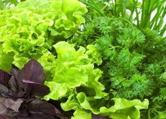 ۸ سبزی خاص که فواید شگفت انگیزی دارند